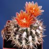 Horridocactus_minor